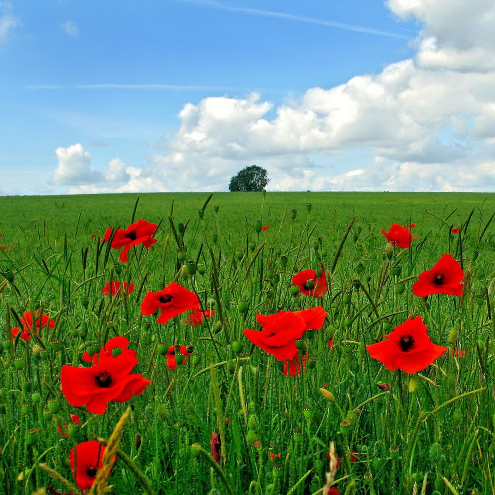 Red Poppies And Green Field wallpaper 2048x2048