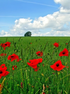 Das Red Poppies And Green Field Wallpaper 240x320
