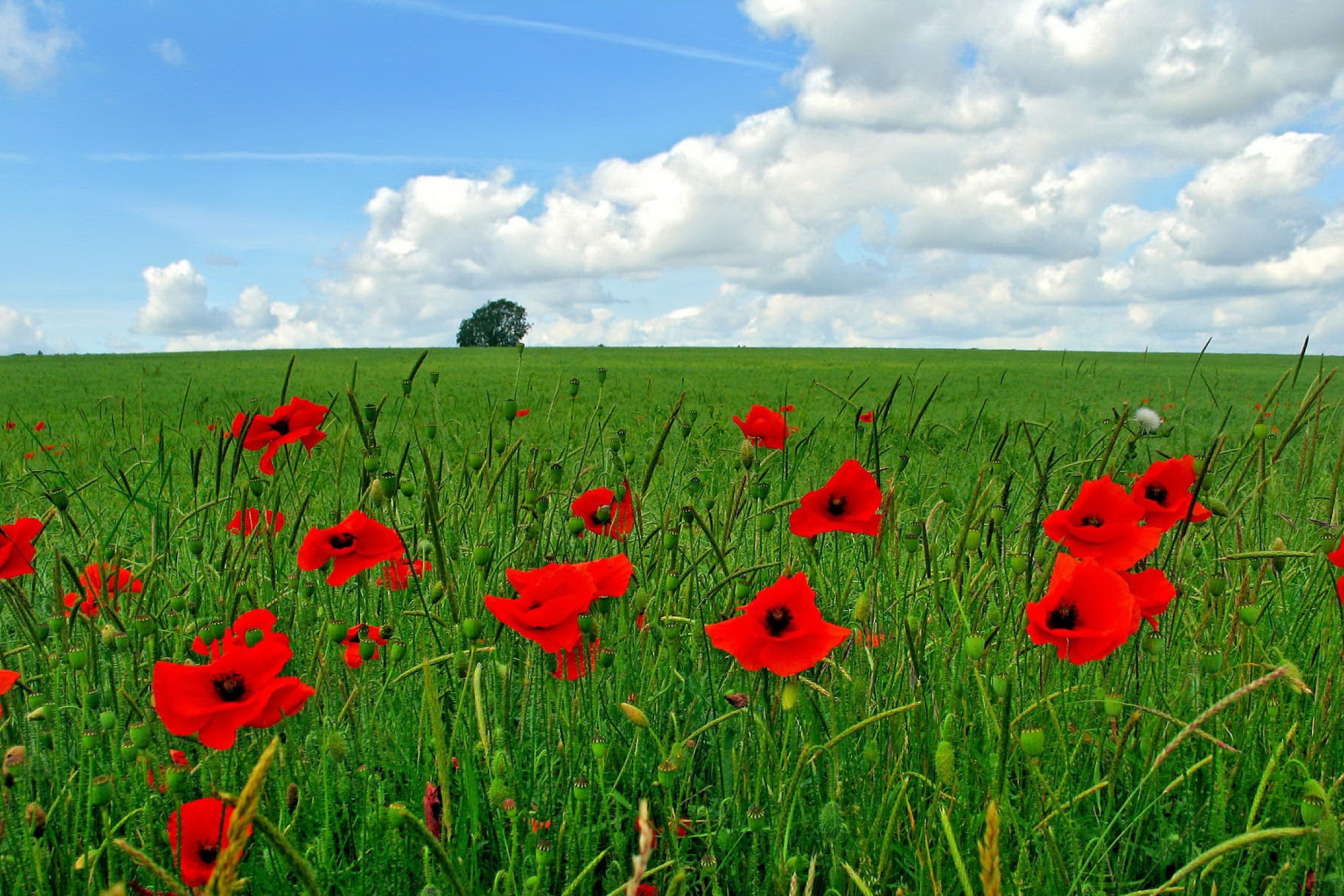 Das Red Poppies And Green Field Wallpaper 2880x1920