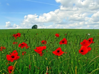 Das Red Poppies And Green Field Wallpaper 320x240