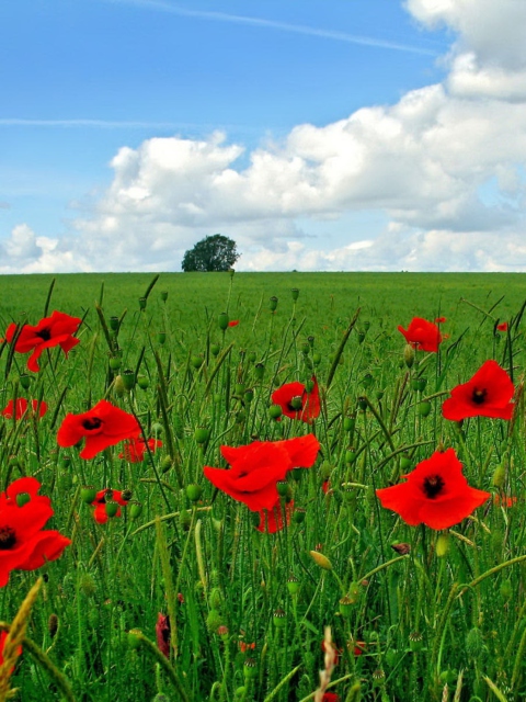 Das Red Poppies And Green Field Wallpaper 480x640