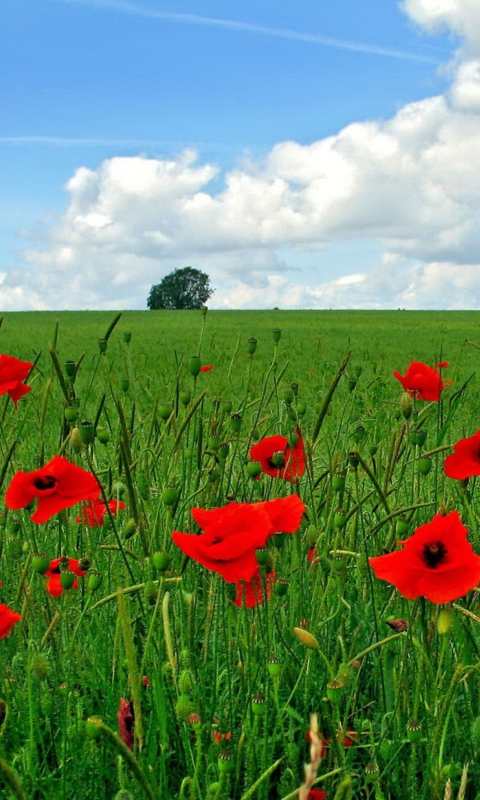 Red Poppies And Green Field wallpaper 480x800