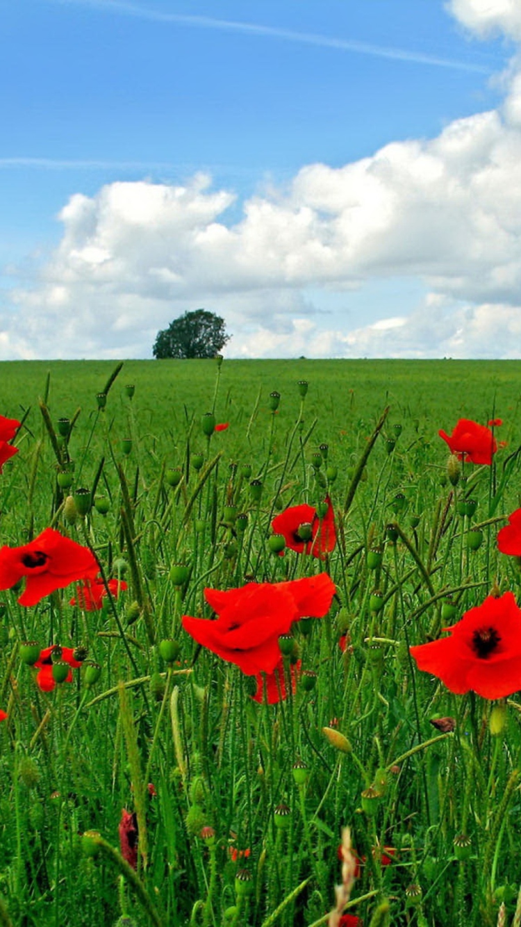 Red Poppies And Green Field wallpaper 750x1334