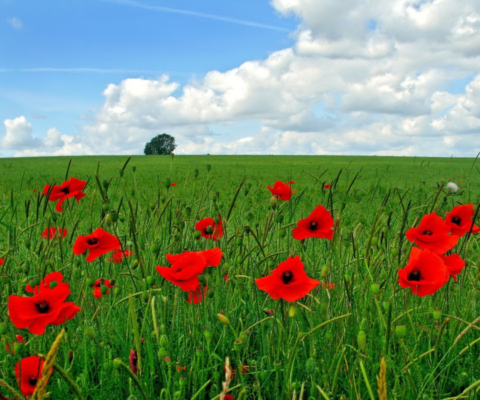 Fondo de pantalla Red Poppies And Green Field 960x800