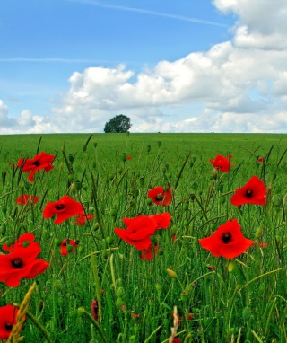 Red Poppies And Green Field - Obrázkek zdarma pro Nokia Asha 503