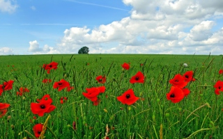 Red Poppies And Green Field Wallpaper for Android, iPhone and iPad