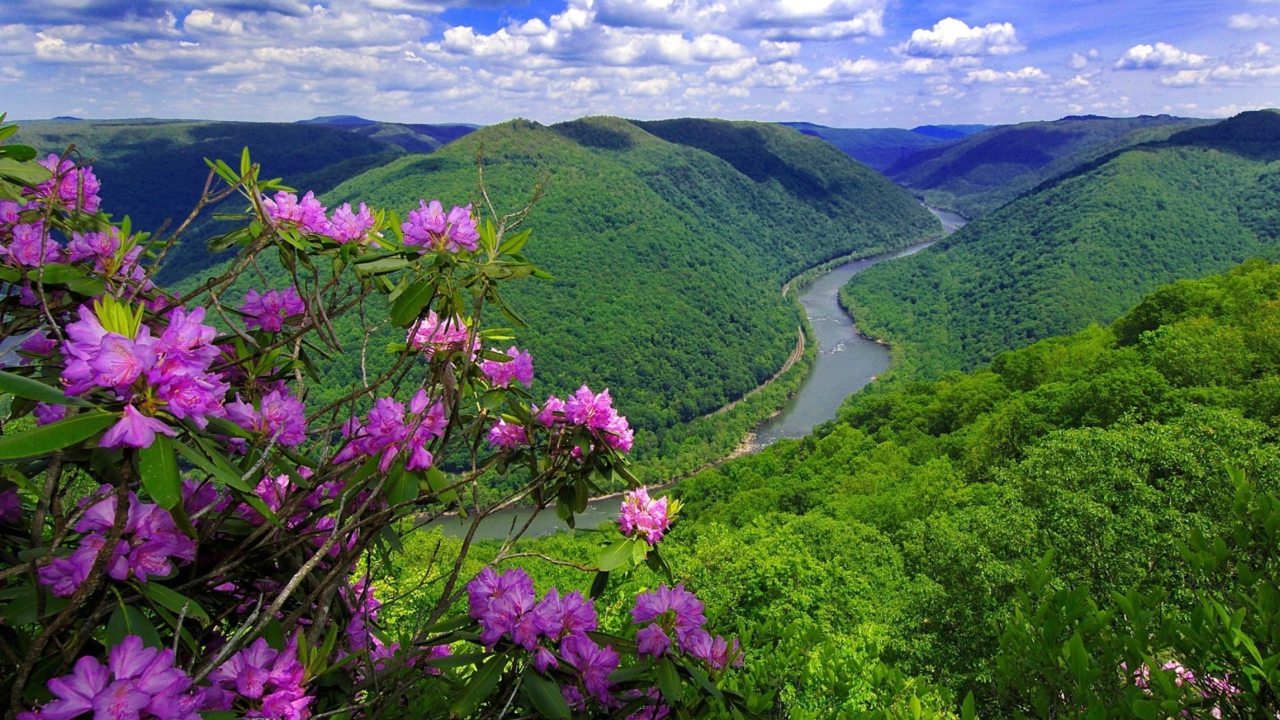 Purple Flowers And Green Hills wallpaper 1280x720