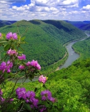 Обои Purple Flowers And Green Hills 128x160