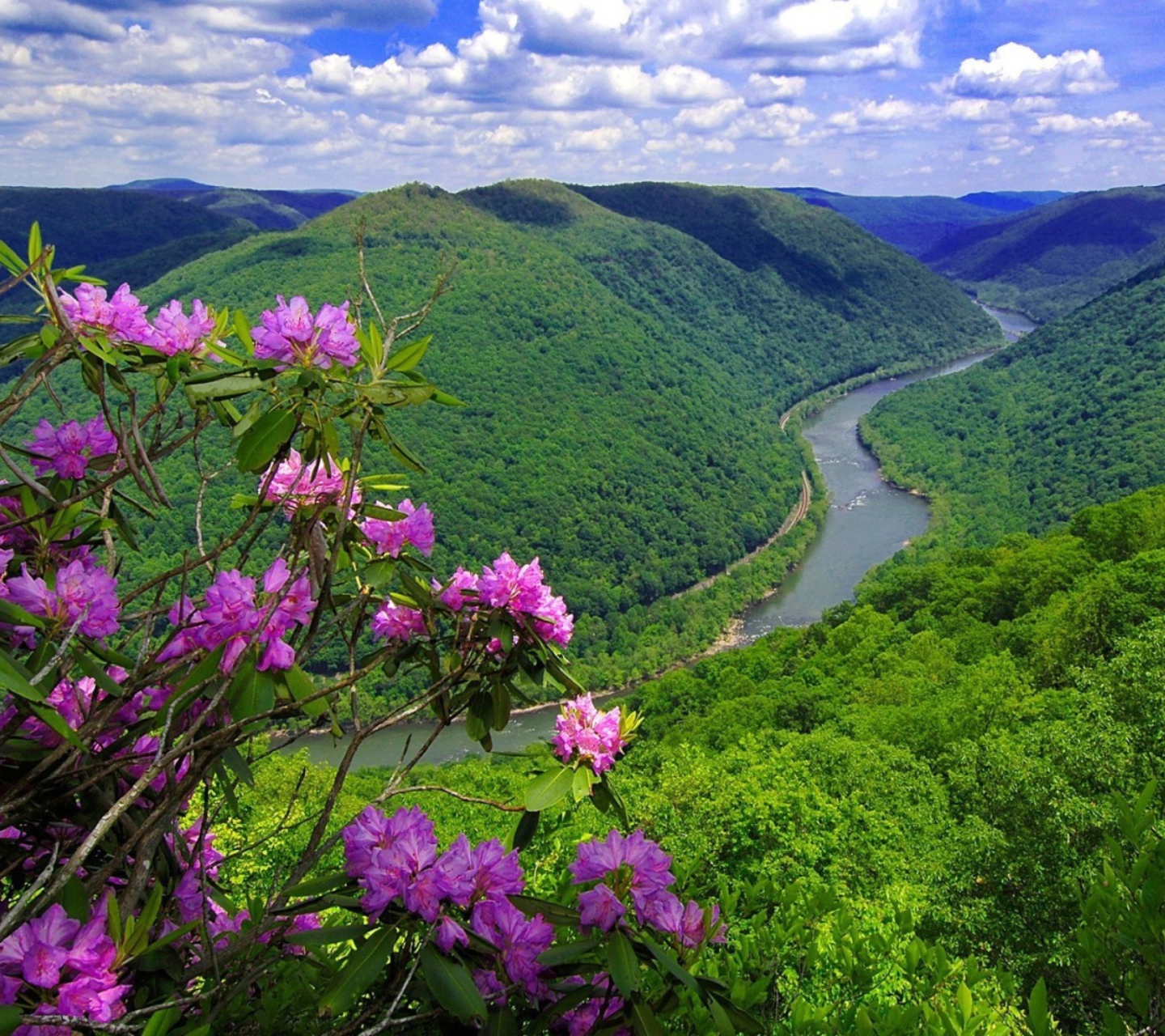 Das Purple Flowers And Green Hills Wallpaper 1440x1280