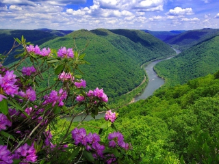 Purple Flowers And Green Hills screenshot #1 320x240