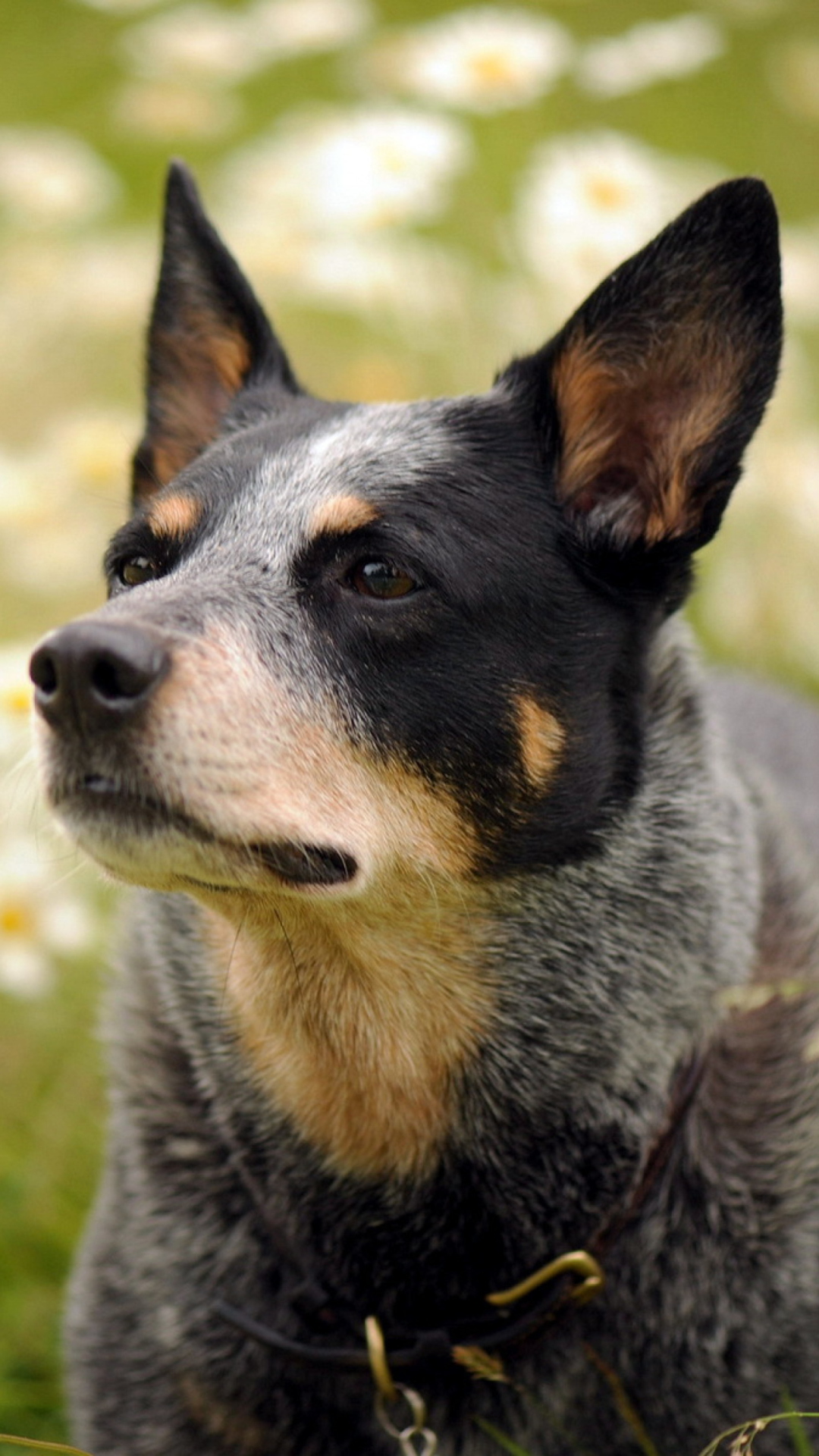 Sfondi Dog At Daisy Meadow 1080x1920