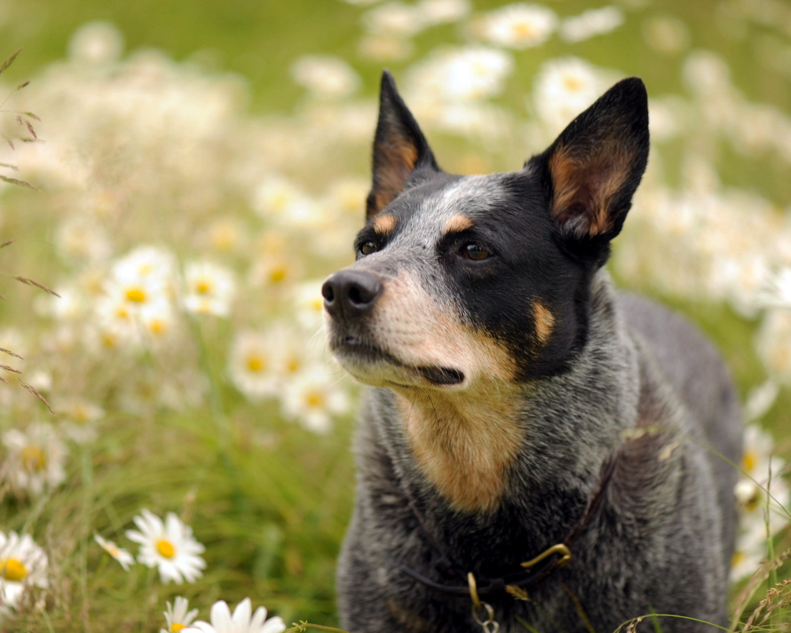 Обои Dog At Daisy Meadow 1600x1280