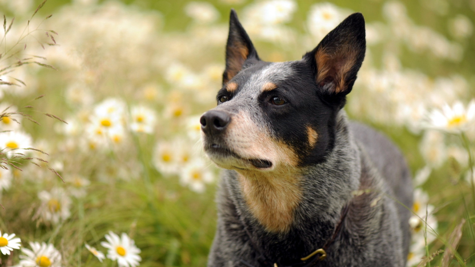 Fondo de pantalla Dog At Daisy Meadow 1600x900