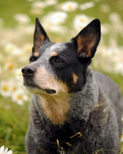 Dog At Daisy Meadow wallpaper 176x220