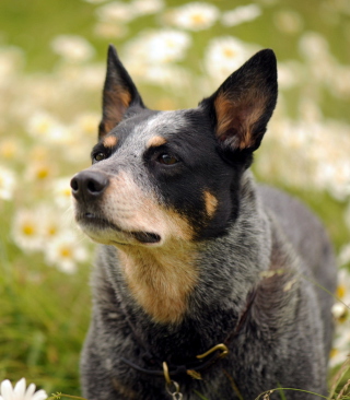 Dog At Daisy Meadow - Obrázkek zdarma pro 176x220