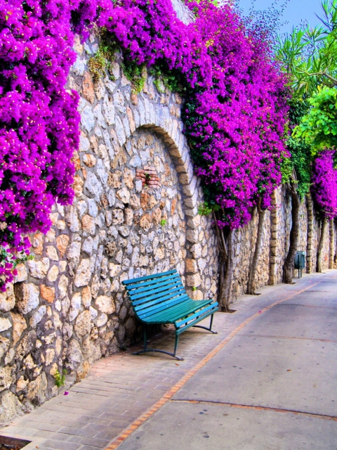 Das Bench And Purple Flowers Wallpaper 480x640