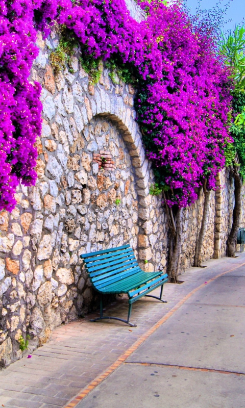 Das Bench And Purple Flowers Wallpaper 480x800