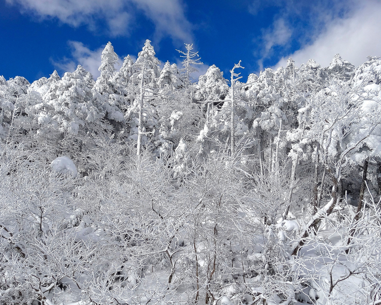 Das Snowy Winter Forest Wallpaper 1280x1024