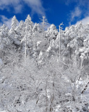 Screenshot №1 pro téma Snowy Winter Forest 128x160