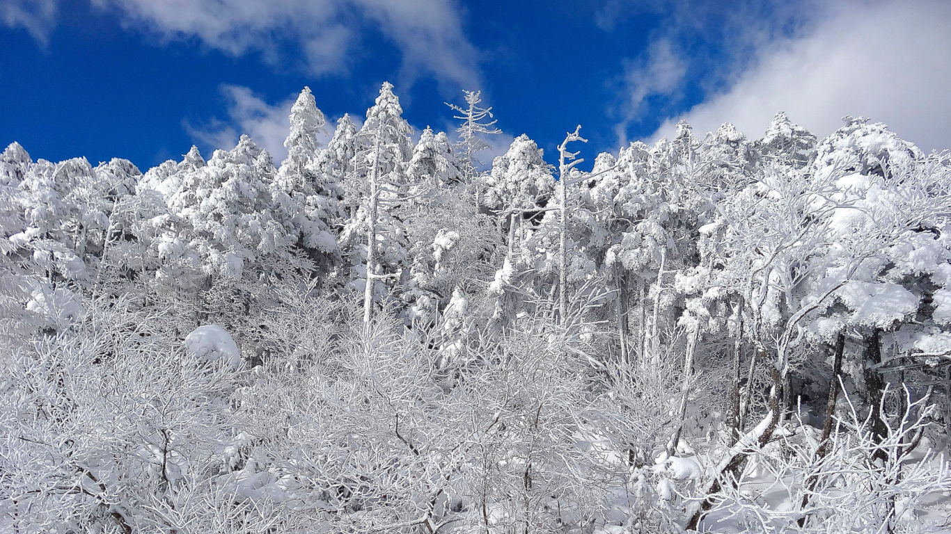 Screenshot №1 pro téma Snowy Winter Forest 1366x768