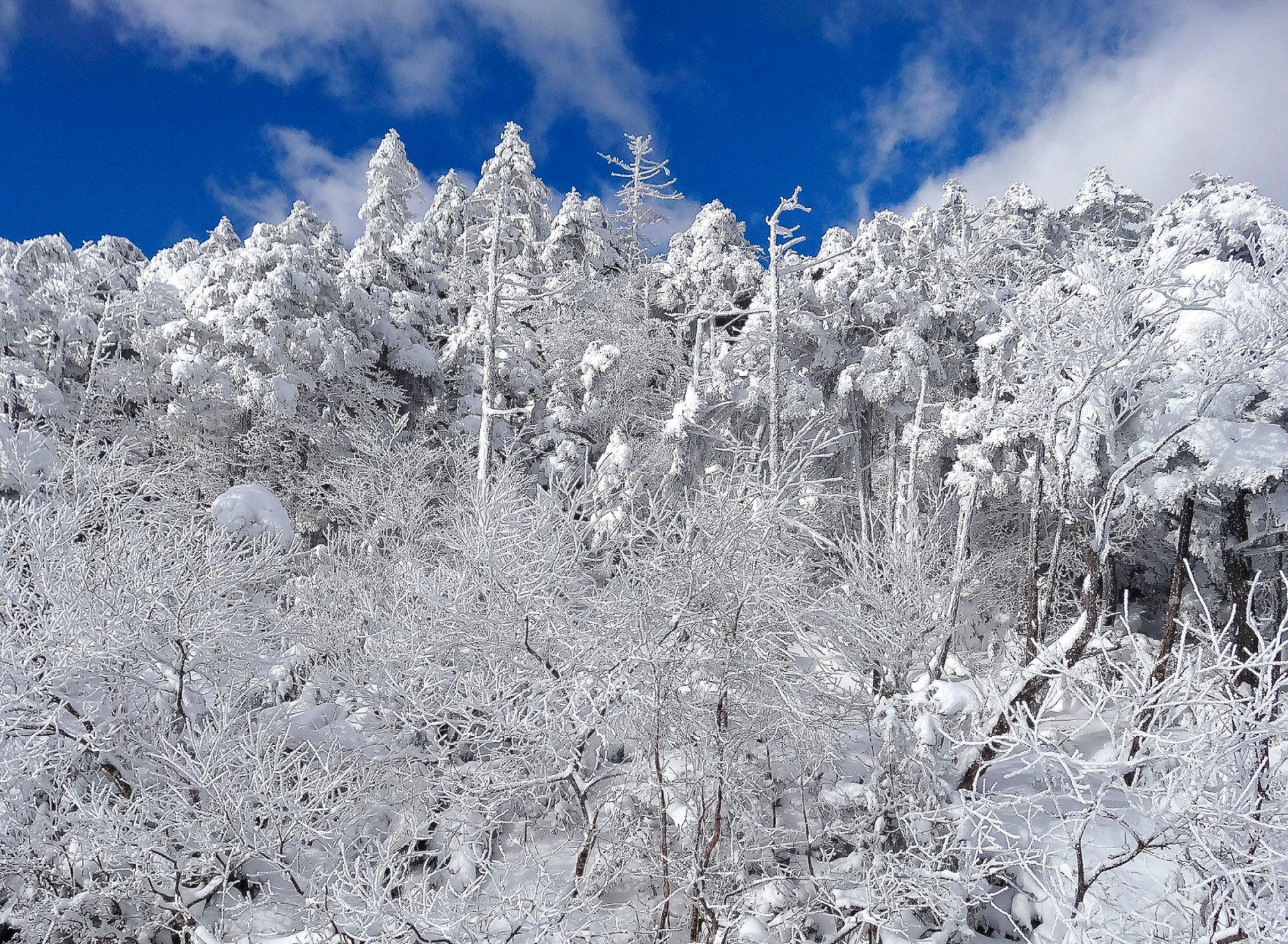 Fondo de pantalla Snowy Winter Forest 1920x1408