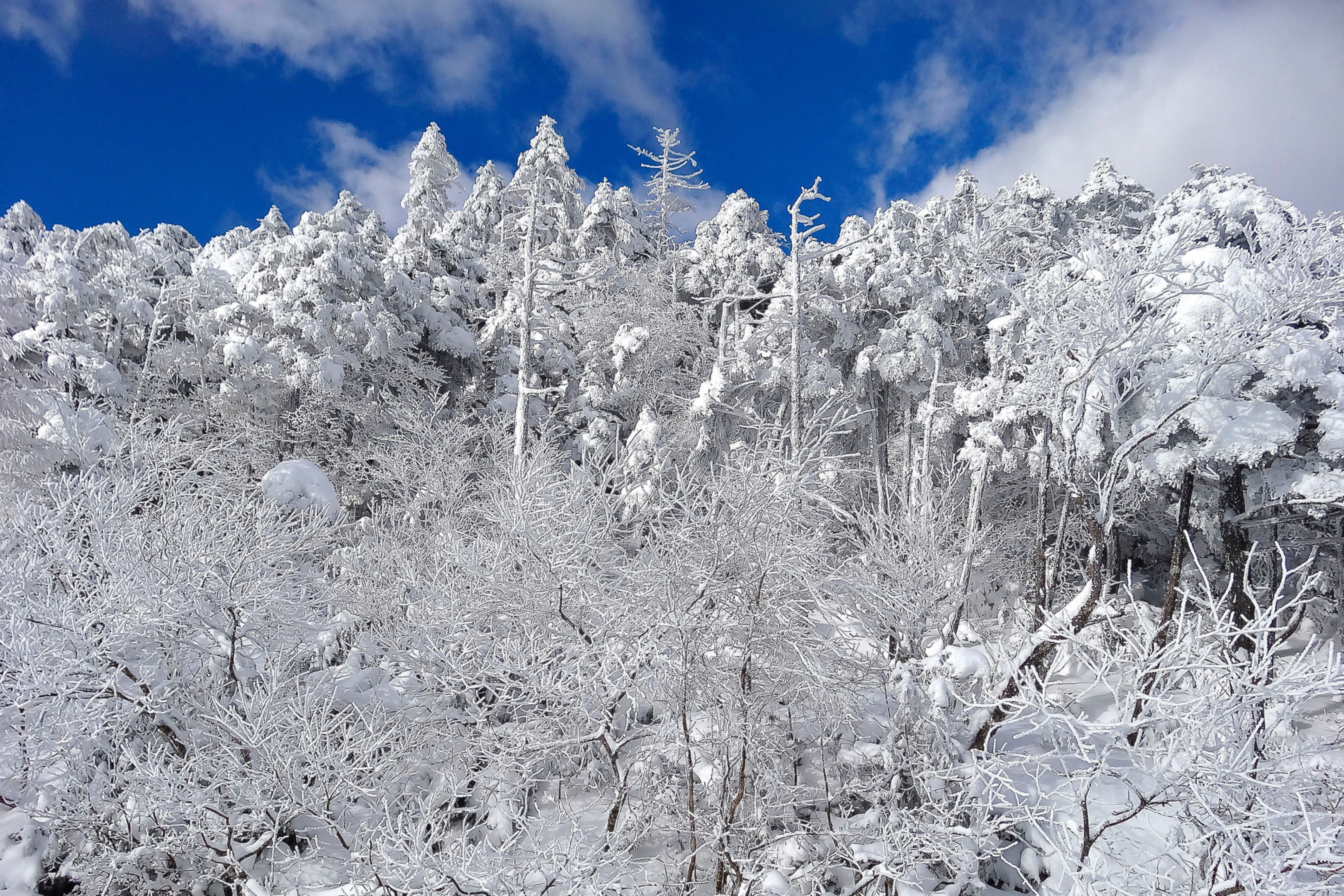 Screenshot №1 pro téma Snowy Winter Forest 2880x1920