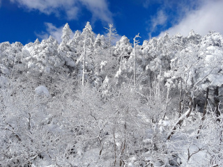 Das Snowy Winter Forest Wallpaper 320x240