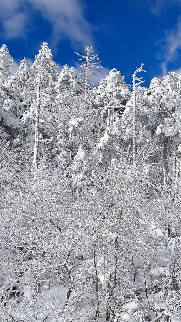 Обои Snowy Winter Forest 750x1334