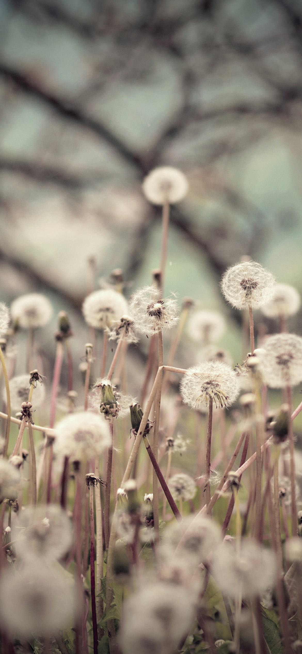 Field Of Dandelions wallpaper 1170x2532