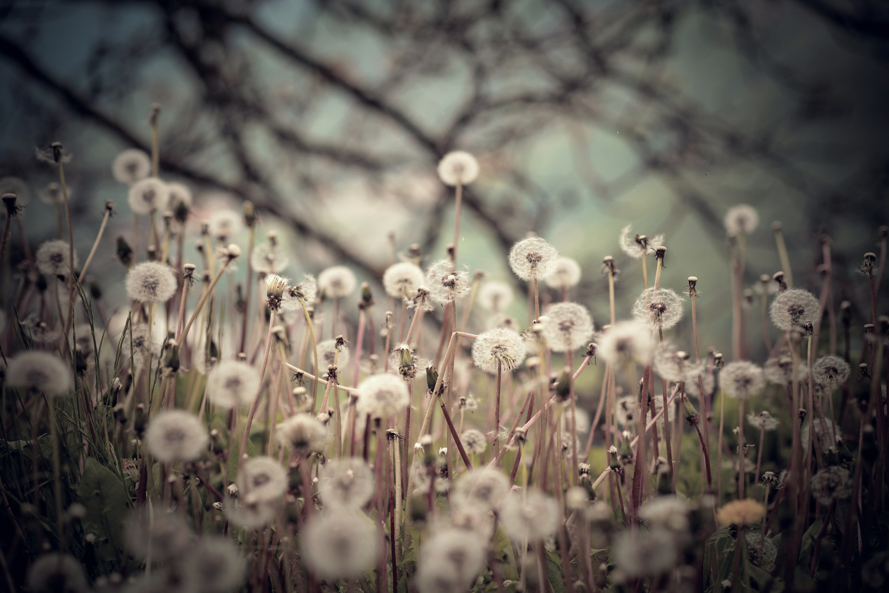 Screenshot №1 pro téma Field Of Dandelions 2880x1920