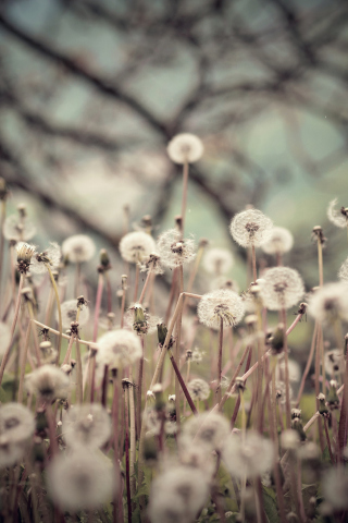 Sfondi Field Of Dandelions 320x480