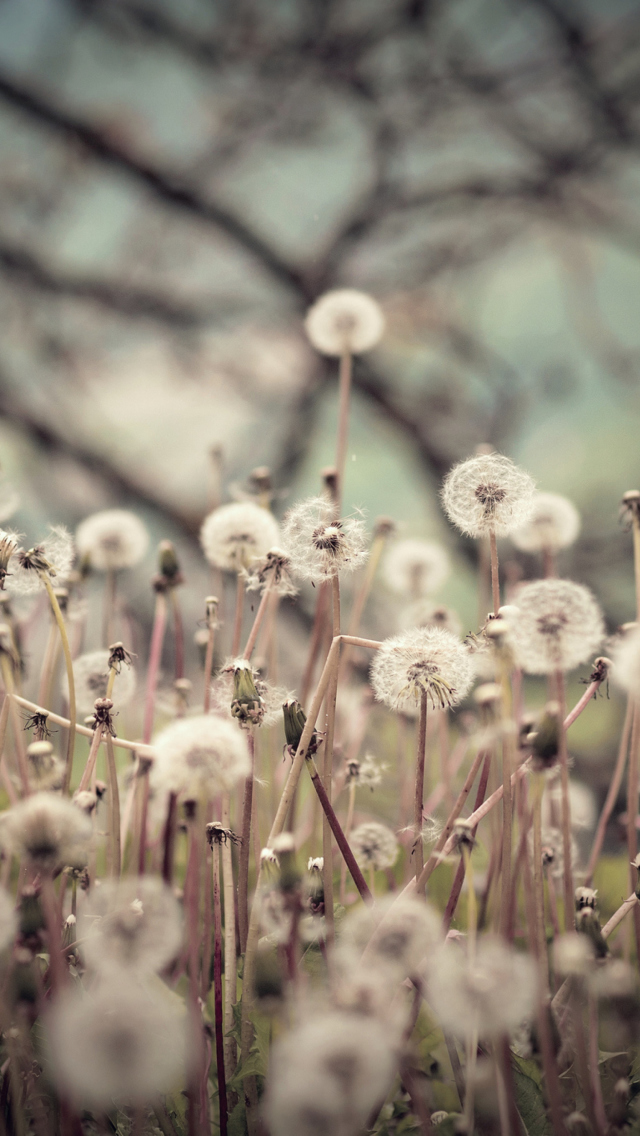 Field Of Dandelions wallpaper 640x1136