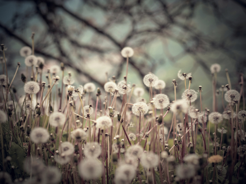 Field Of Dandelions screenshot #1 800x600