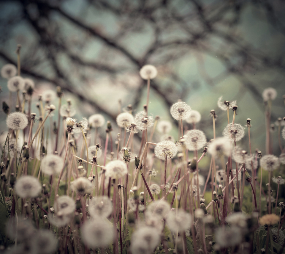 Das Field Of Dandelions Wallpaper 960x854