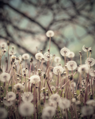 Field Of Dandelions sfondi gratuiti per iPhone 4S