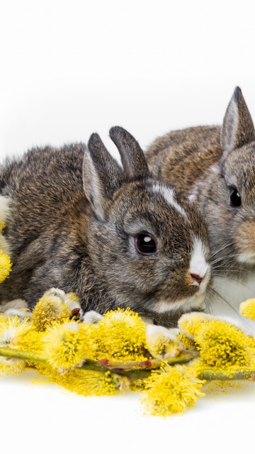 Rabbits and Chicken wallpaper 360x640