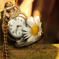 Das Vintage Watch And Daisy Wallpaper 208x208