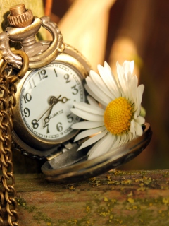 Vintage Watch And Daisy wallpaper 240x320