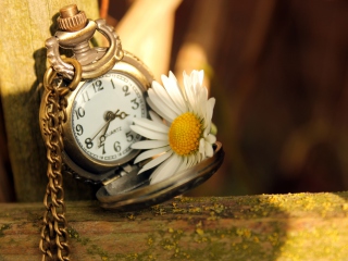 Vintage Watch And Daisy wallpaper 320x240