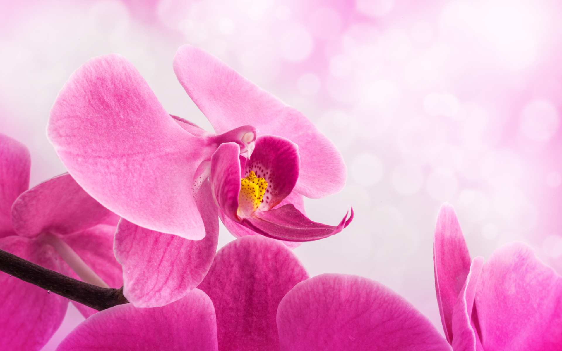 Обои Pink Petals 1920x1200