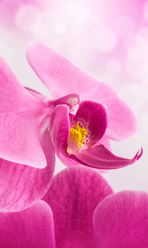 Das Pink Petals Wallpaper 480x800