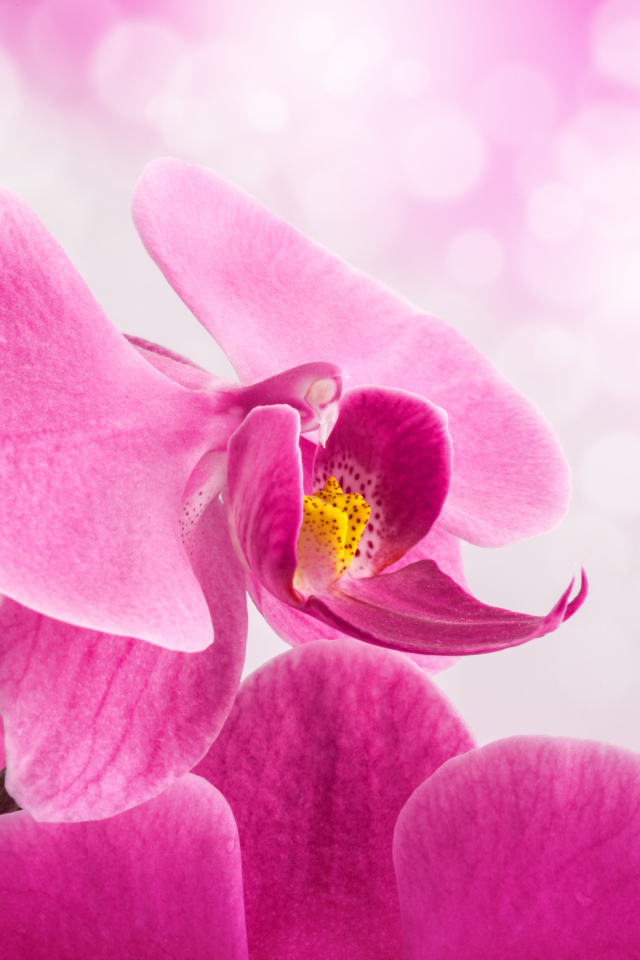 Das Pink Petals Wallpaper 640x960