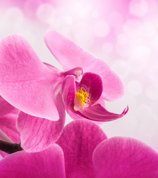 Kostenloses Pink Petals Wallpaper für Nokia Lumia 2520