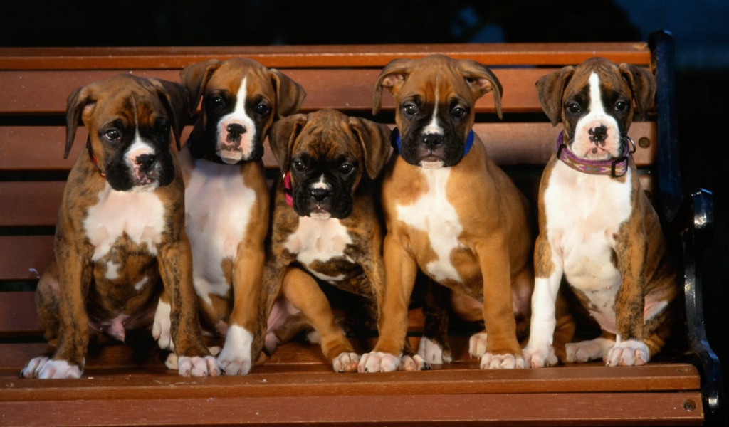 Boxer Dog Puppies wallpaper 1024x600
