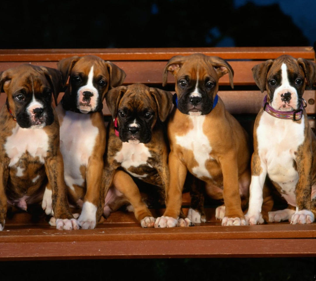 Fondo de pantalla Boxer Dog Puppies 1080x960
