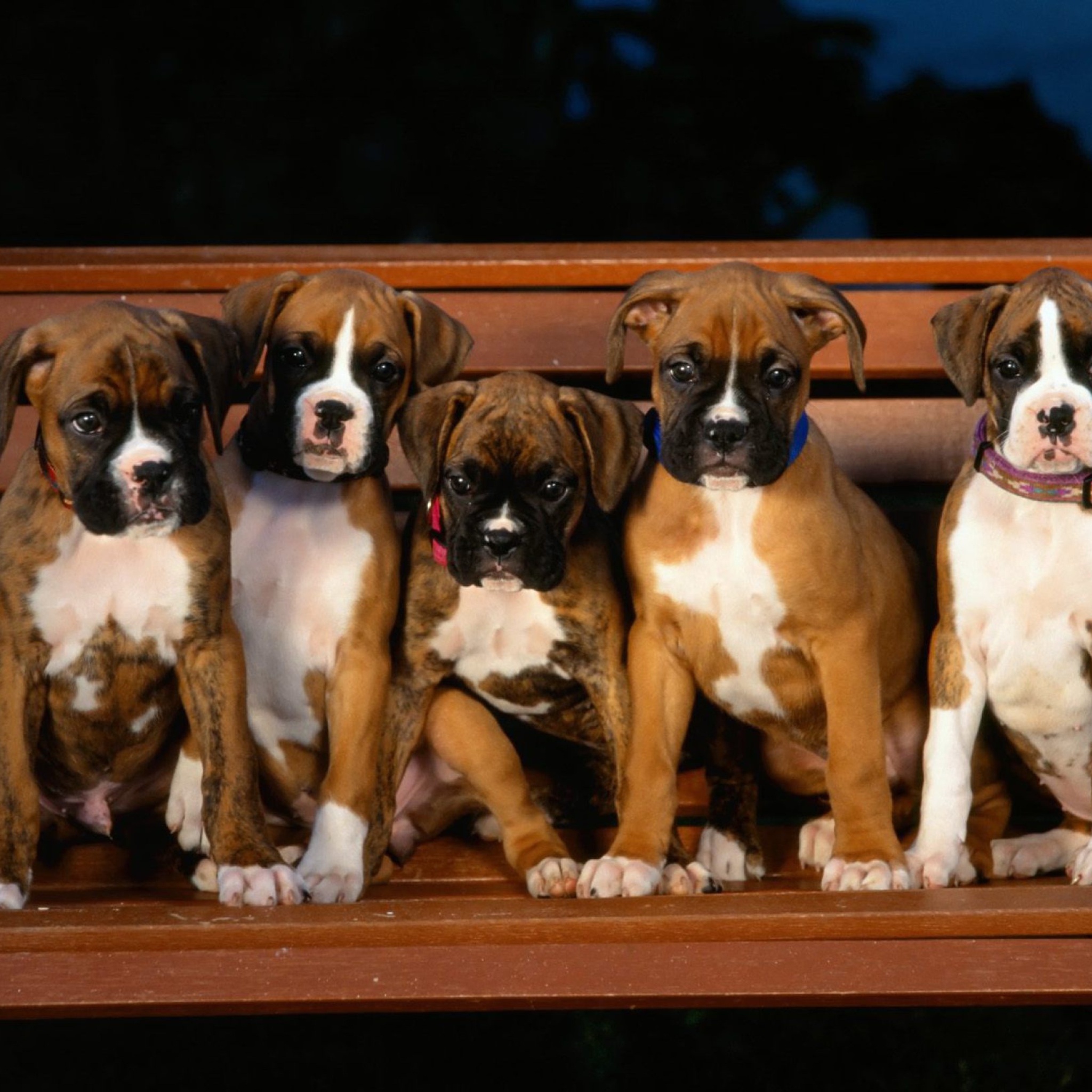 Fondo de pantalla Boxer Dog Puppies 2048x2048