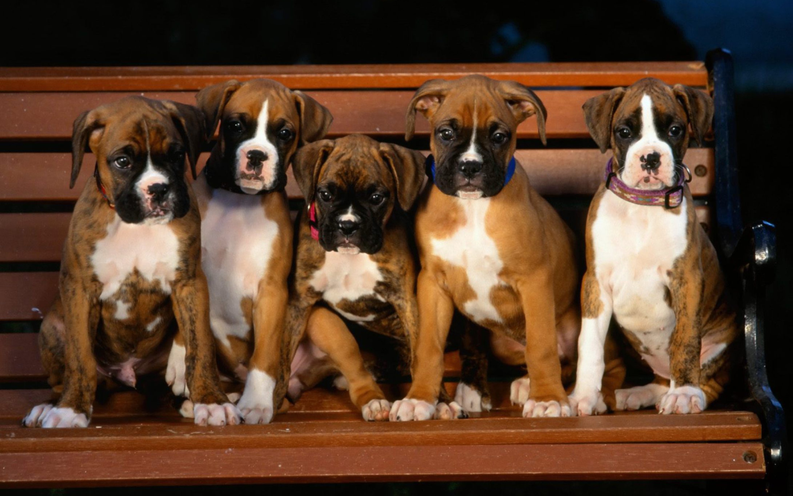 Обои Boxer Dog Puppies 2560x1600