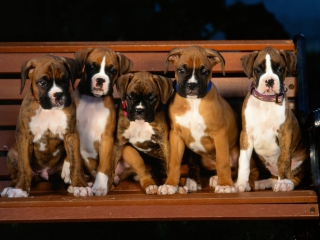 Sfondi Boxer Dog Puppies 320x240
