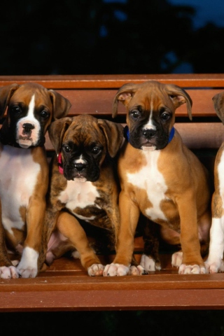Das Boxer Dog Puppies Wallpaper 320x480