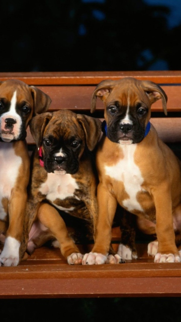 Das Boxer Dog Puppies Wallpaper 360x640